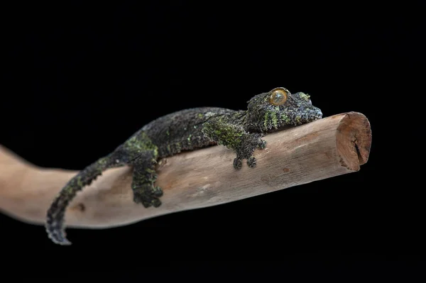 Gecko aislado sobre fondo negro — Foto de Stock