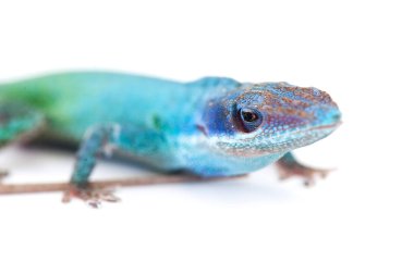 Beyaz arka plan üzerinde izole kertenkele gecko