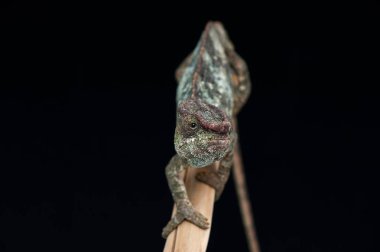 siyah arka plan üzerine izole bukalemun kertenkele