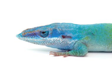 Beyaz arka plan üzerinde izole kertenkele gecko