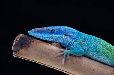 siyah arka plan üzerine izole gecko kertenkele