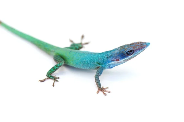 Beyaz arka plan üzerinde izole kertenkele gecko — Stok fotoğraf
