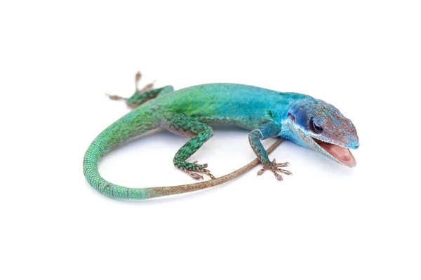 Beyaz arka plan üzerinde izole kertenkele gecko — Stok fotoğraf