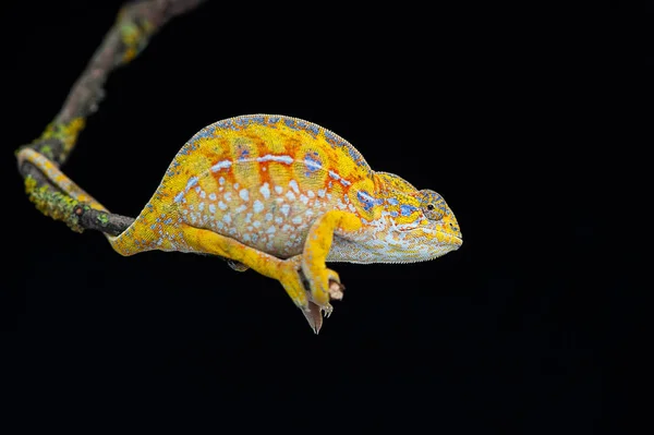 Chameleon ještěrka izolované na černém pozadí — Stock fotografie