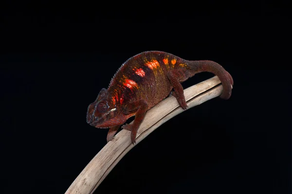 Chameleon ještěrka izolované na černém pozadí — Stock fotografie