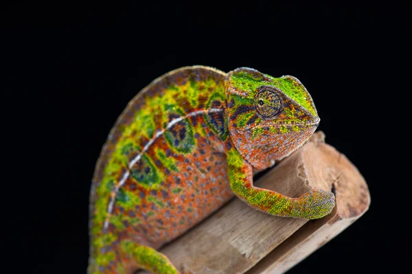 Chameleon ještěrka izolované na černém pozadí — Stock fotografie