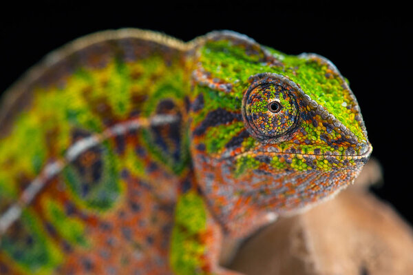 chameleon lizard isolated on black background