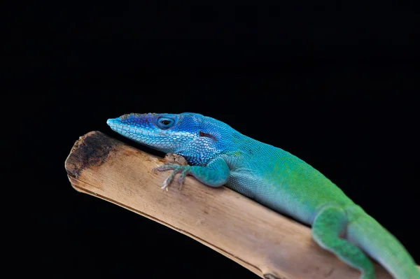 Gecko ještěrky izolované na černém pozadí — Stock fotografie