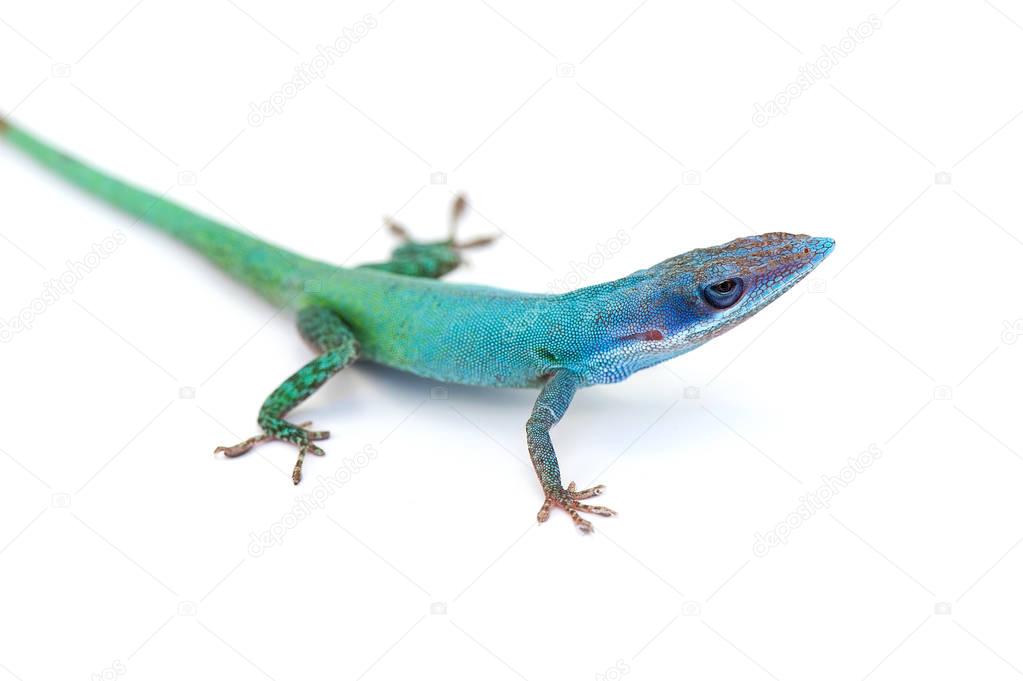 Lizard gecko isolated on white background
