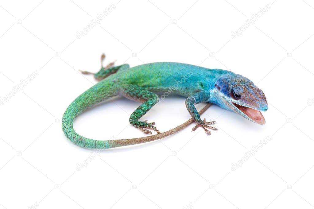 Lizard gecko isolated on white background