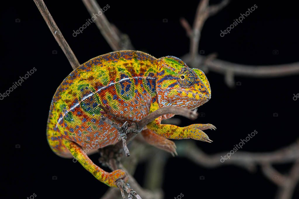 Chameleon lizard isolated on black background