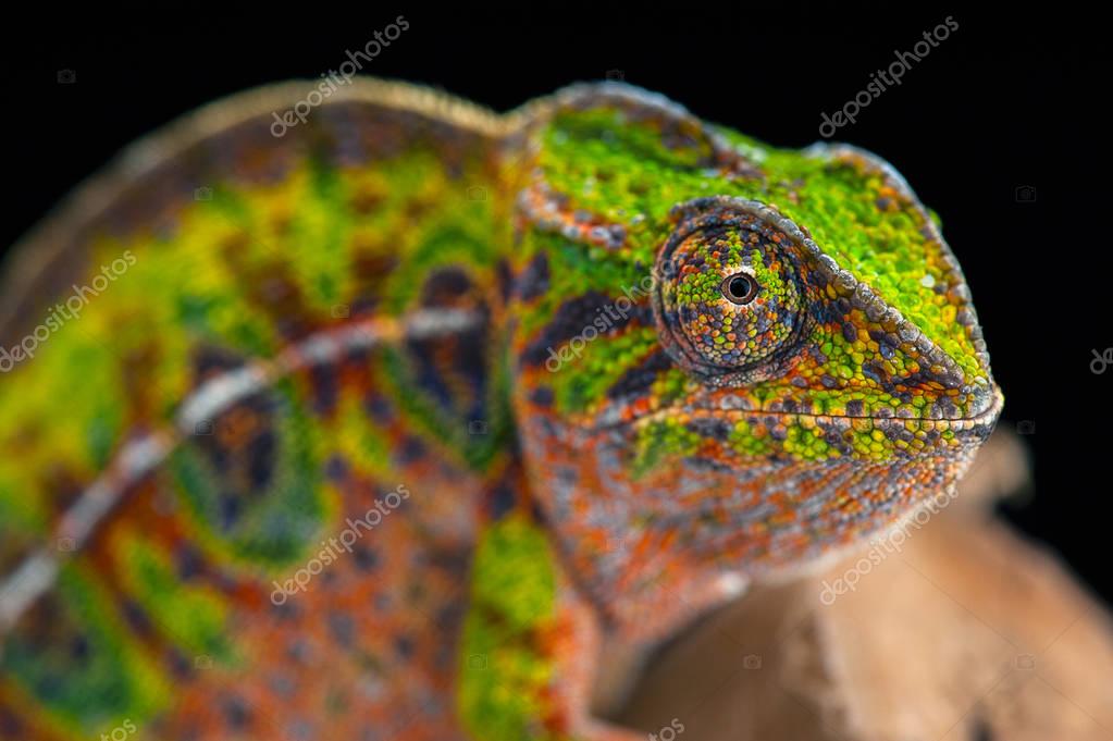 Chameleon lizard isolated on black background