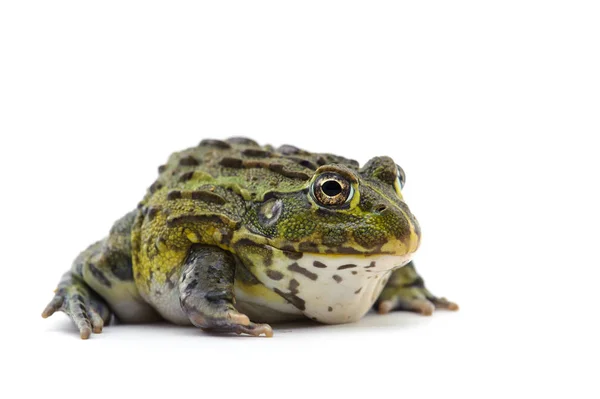 Kikker geïsoleerd op witte achtergrond — Stockfoto