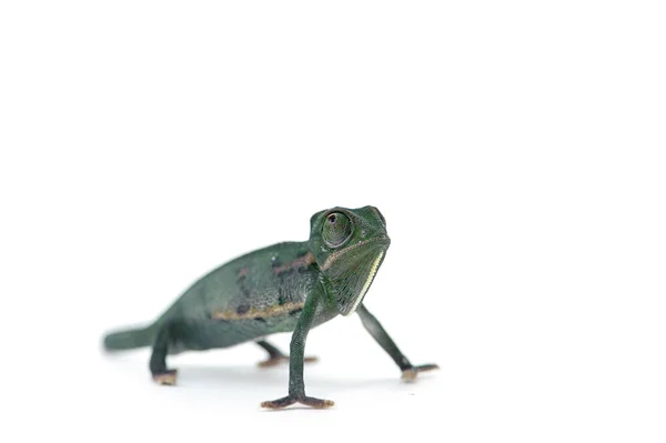 Chameleon ještěrka izolovaných na bílém pozadí — Stock fotografie