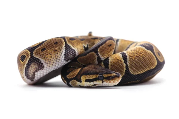 Serpiente aislada sobre fondo blanco —  Fotos de Stock