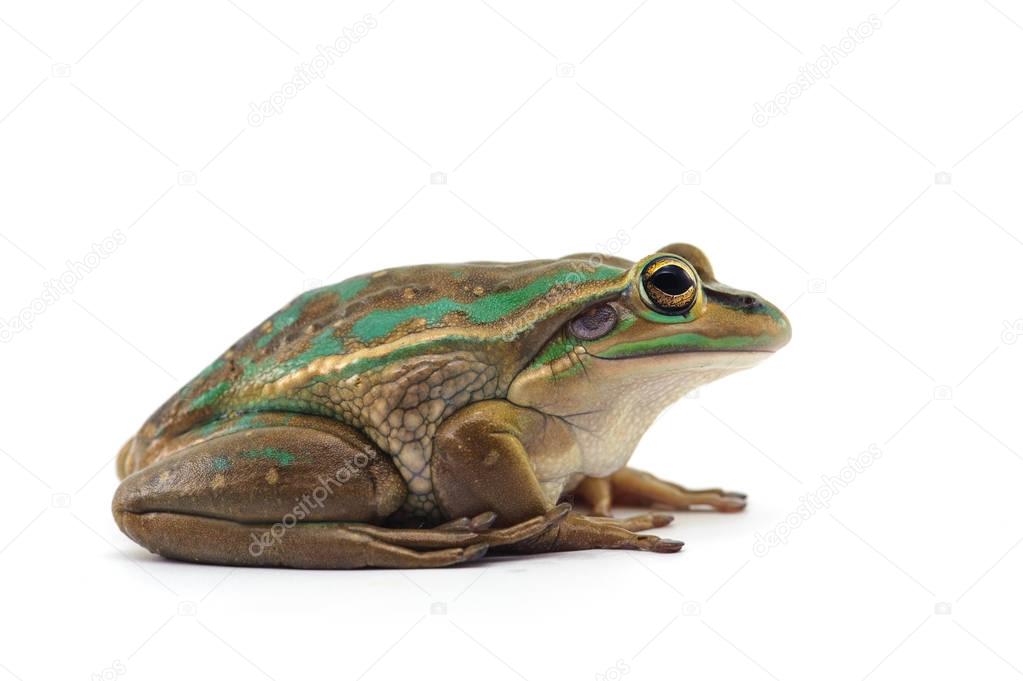 frog isolated on white background