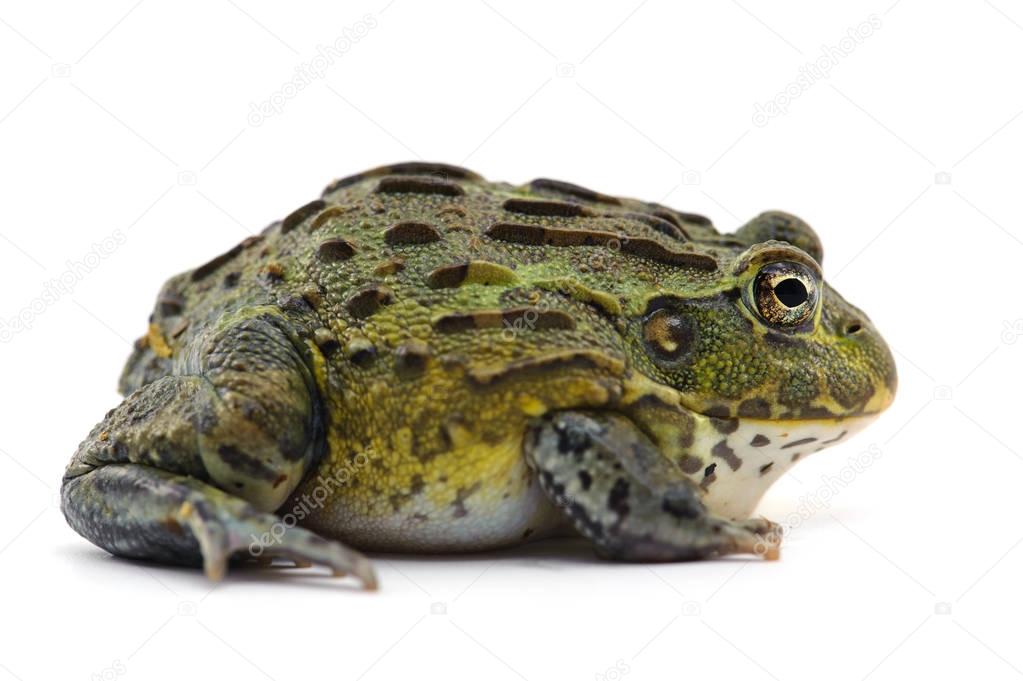 Frog isolated on white background