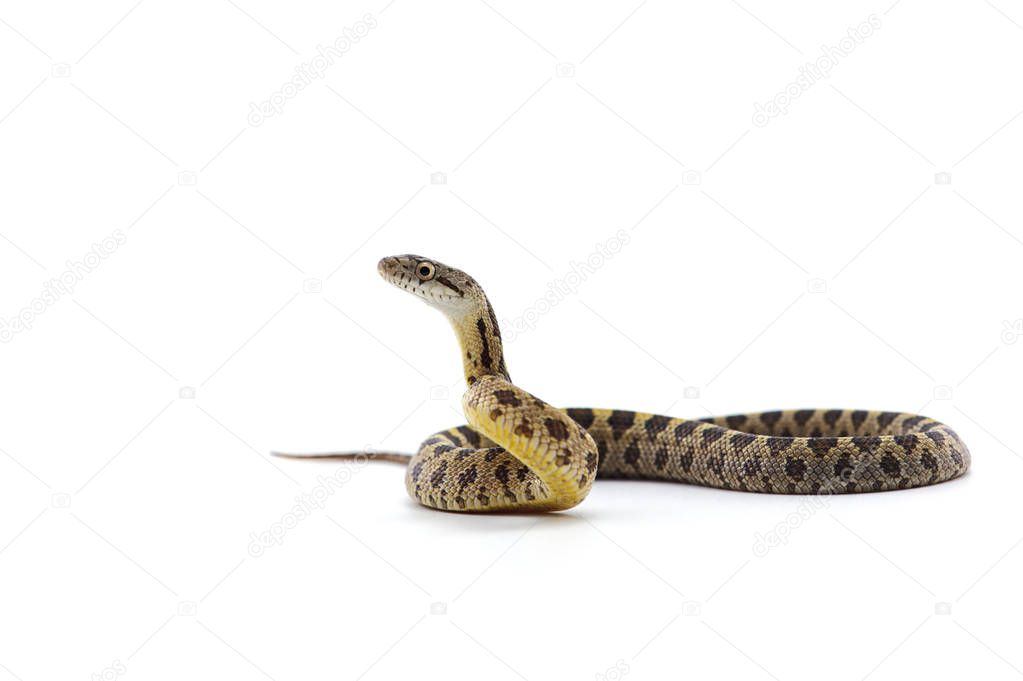 Snake isolated on white background