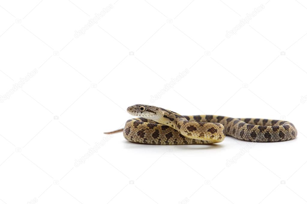 Snake isolated on white background