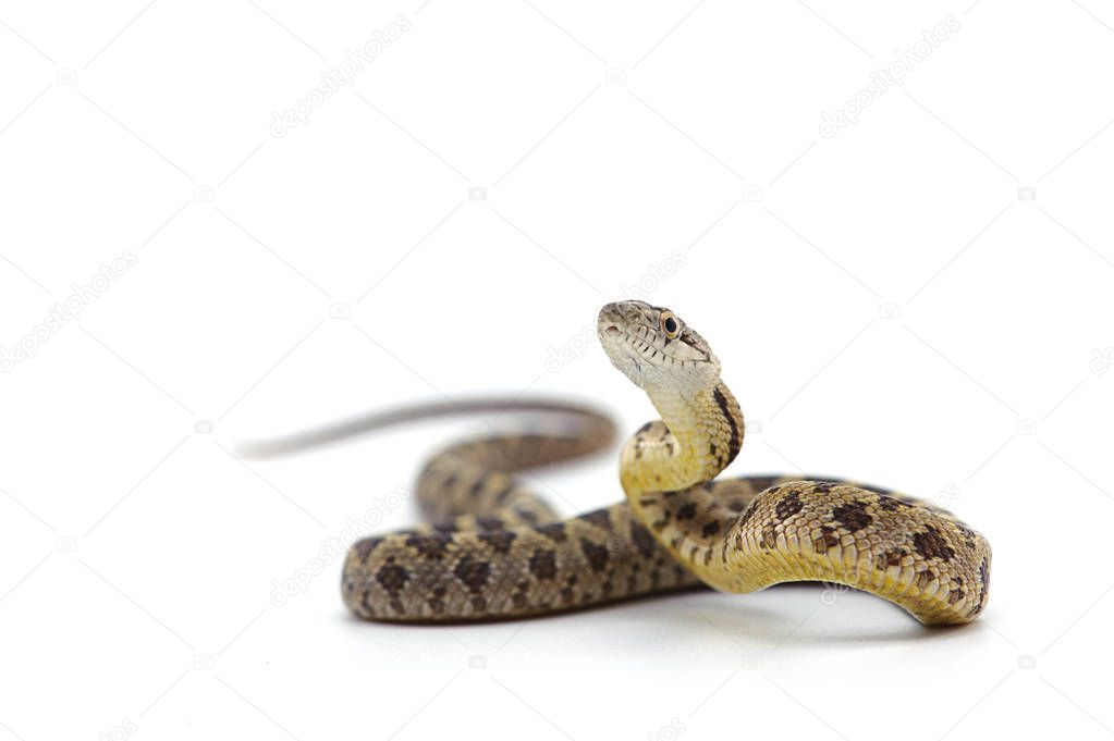 Snake isolated on white background
