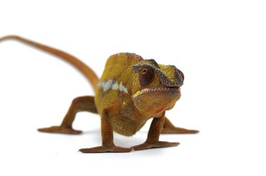Beyaz arka plan üzerinde izole bukalemun kertenkele