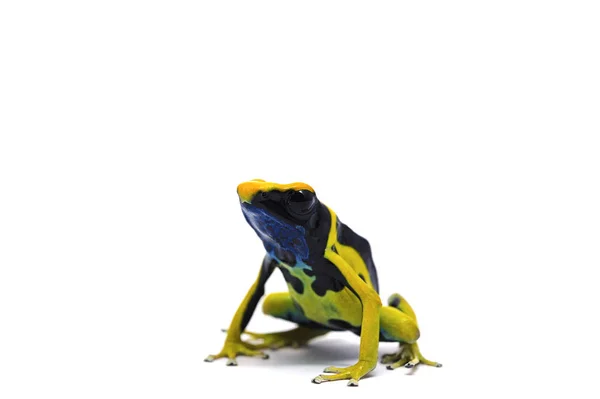 Grenouille isolée sur fond blanc — Photo