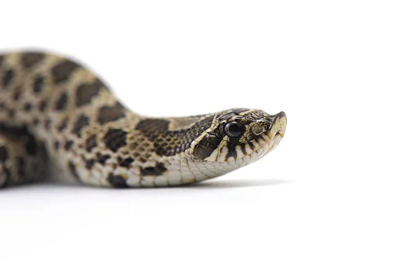 Cobra isolada sobre fundo branco — Fotografia de Stock