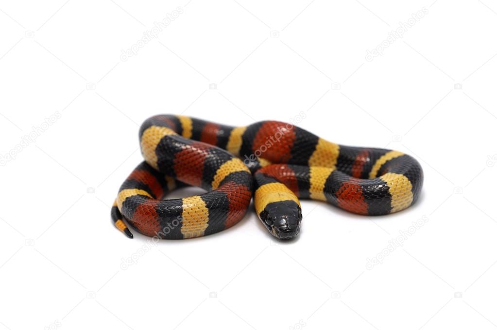 Snake isolated on white background