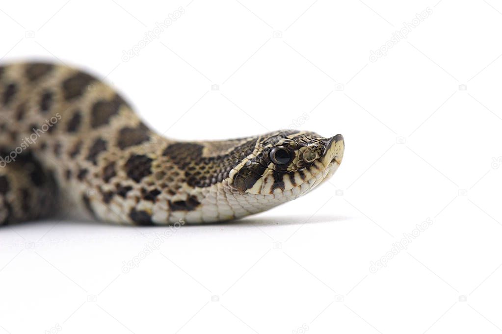 Snake isolated on white background