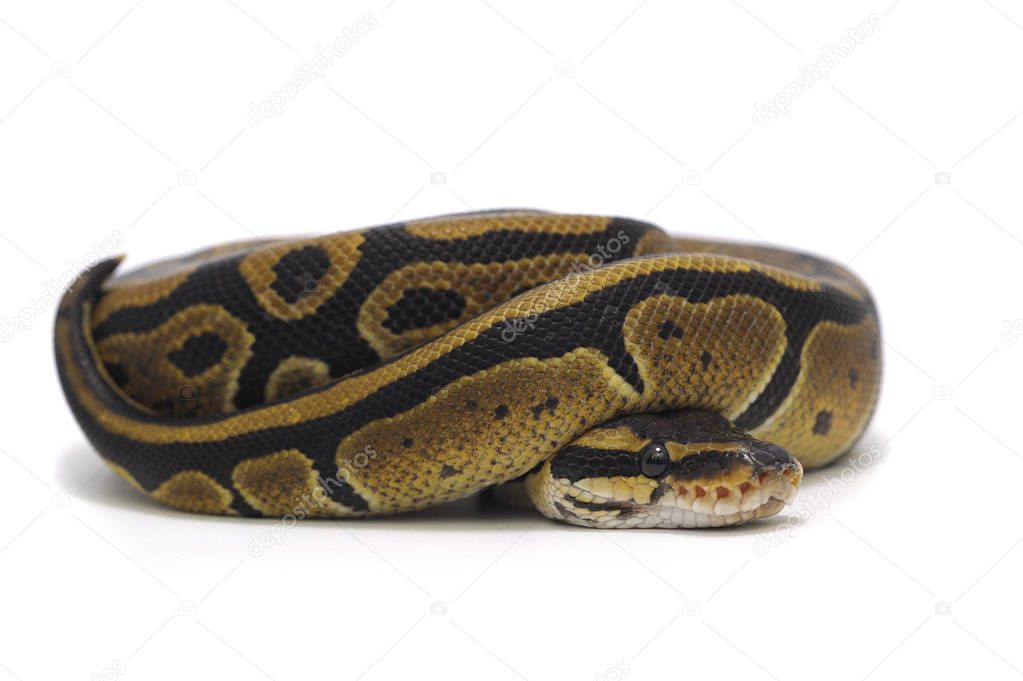 Snake isolated on white background