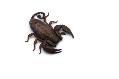 Afrika zehri Akrep beyaz arkaplanda izole