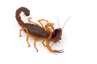 Afrika zehri Akrep beyaz arkaplanda izole