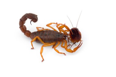 Afrika zehri Akrep beyaz arkaplanda izole