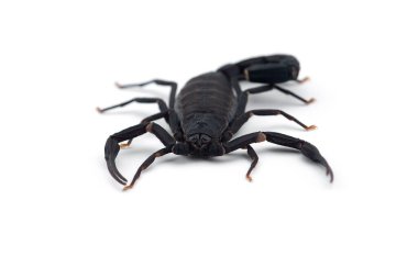Afrika zehri Akrep beyaz arkaplanda izole