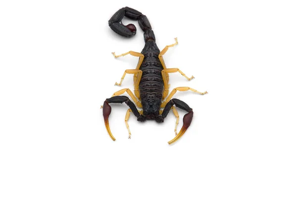 Vénin Africain Scorpion Isolé Sur Fond Blanc — Photo