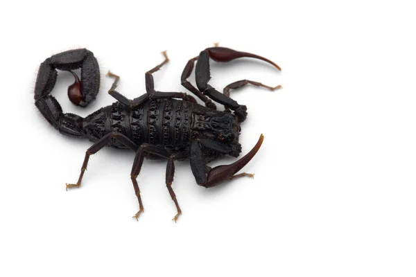 African Venom Scorpion Isolated White Background — Stock Photo, Image