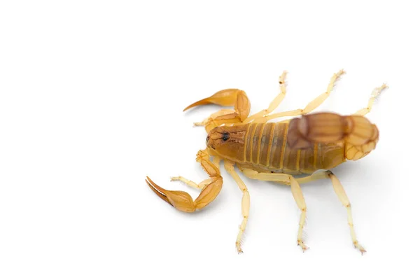 Afrikanischer Gift Skorpion Isoliert Auf Weißem Hintergrund — Stockfoto