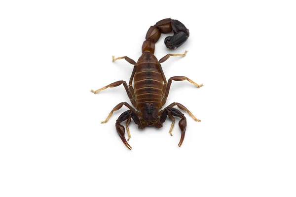 African Venom Scorpion Isolated White Background — Stock Photo, Image