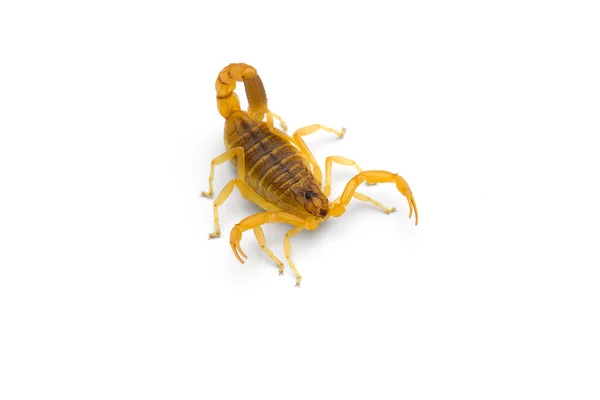Vénin Africain Scorpion Isolé Sur Fond Blanc — Photo