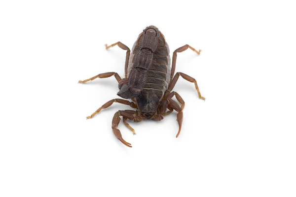 Afrykański Jad Skorpion Izolowany Białym Tle — Zdjęcie stockowe