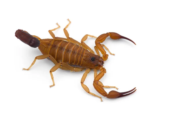 Afrykański Jad Skorpion Izolowany Białym Tle — Zdjęcie stockowe