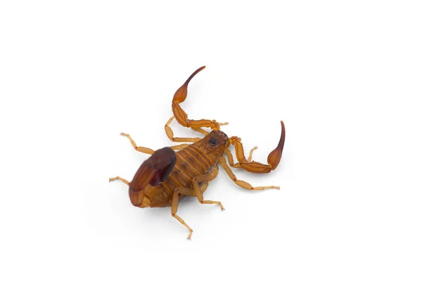 African Venom Scorpion Isolated White Background — Stock Photo, Image