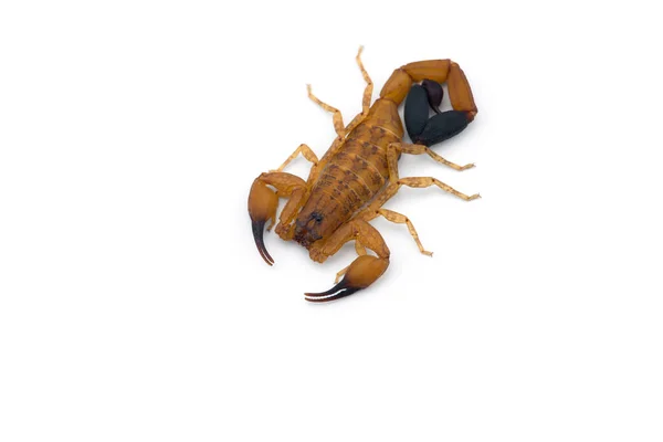 Scorpione Veleno Africano Isolato Sfondo Bianco — Foto Stock