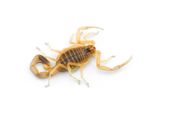 Vénin Africain Scorpion Isolé Sur Fond Blanc — Photo