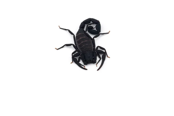 Vénin Africain Scorpion Isolé Sur Fond Blanc — Photo