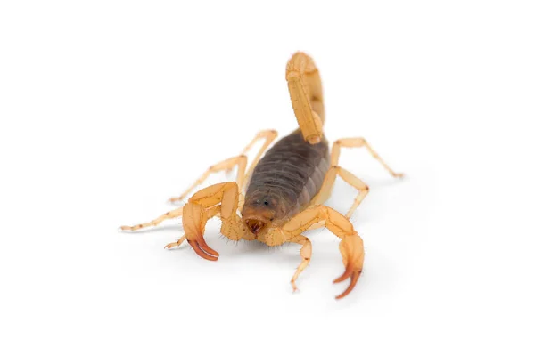 Vénin Africain Scorpion Isolé Sur Fond Blanc — Photo