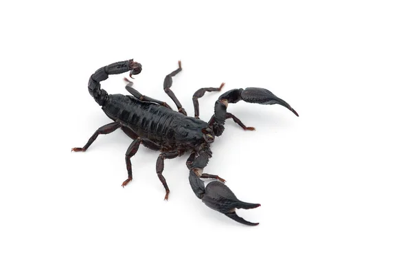 Vénin Africain Scorpion Isolé Sur Fond Blanc — Photo