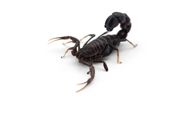 Vénin Africain Scorpion Isolé Sur Fond Blanc — Photo