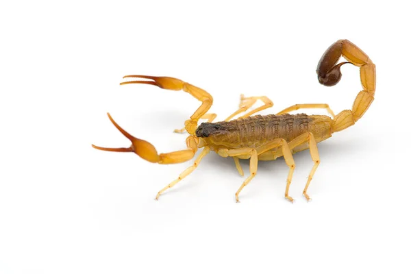 Afrikanischer Gift Skorpion Isoliert Auf Weißem Hintergrund — Stockfoto