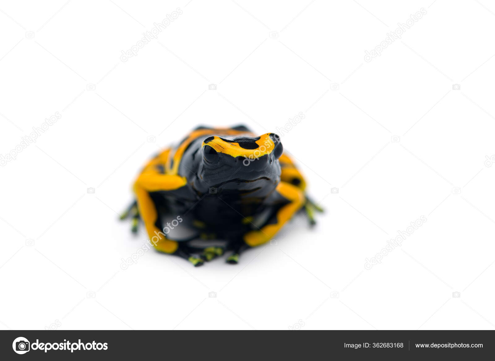 Poison Dart Frog Isolated White Background Stock Photo by ©PetlinDmitry
